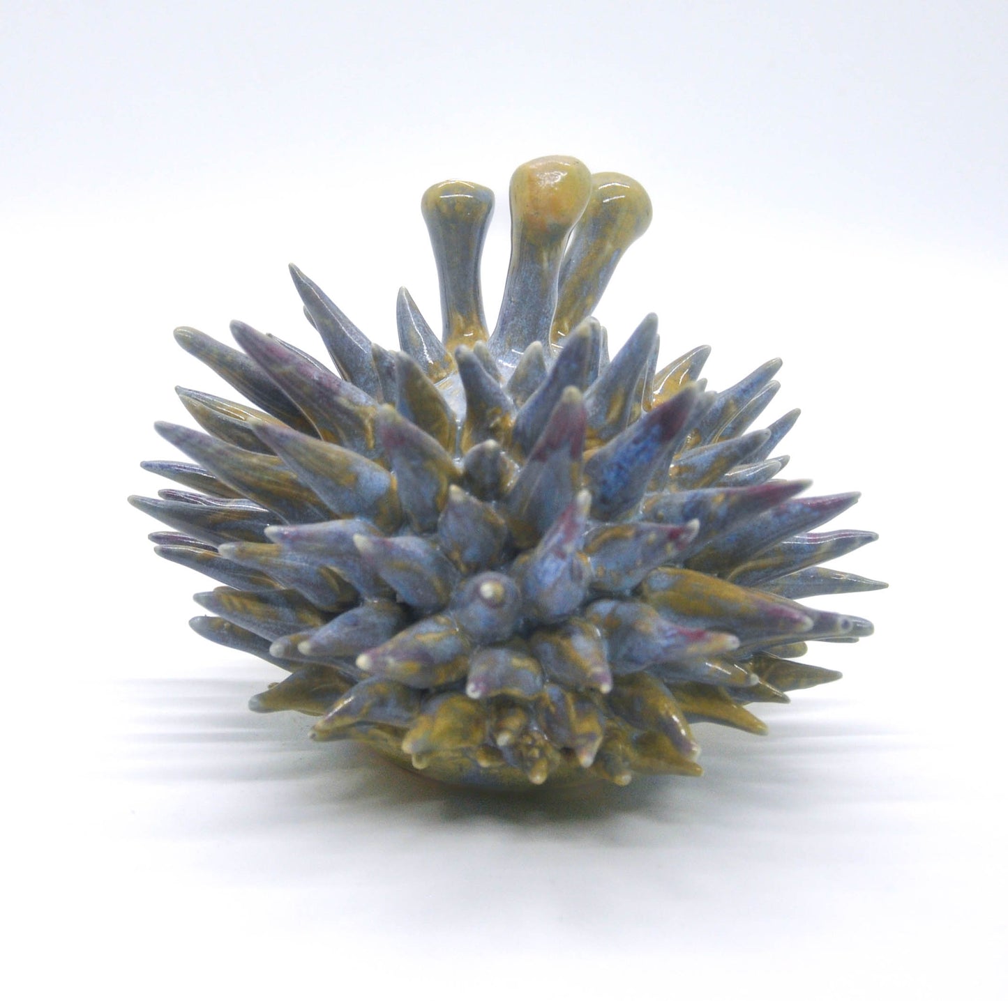 Three Eyed Blue Green Urchin