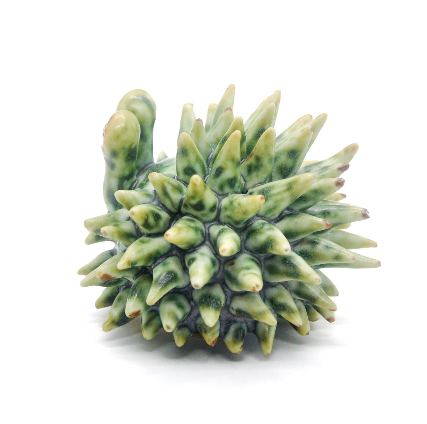 Swamp Monster Mini Urchin