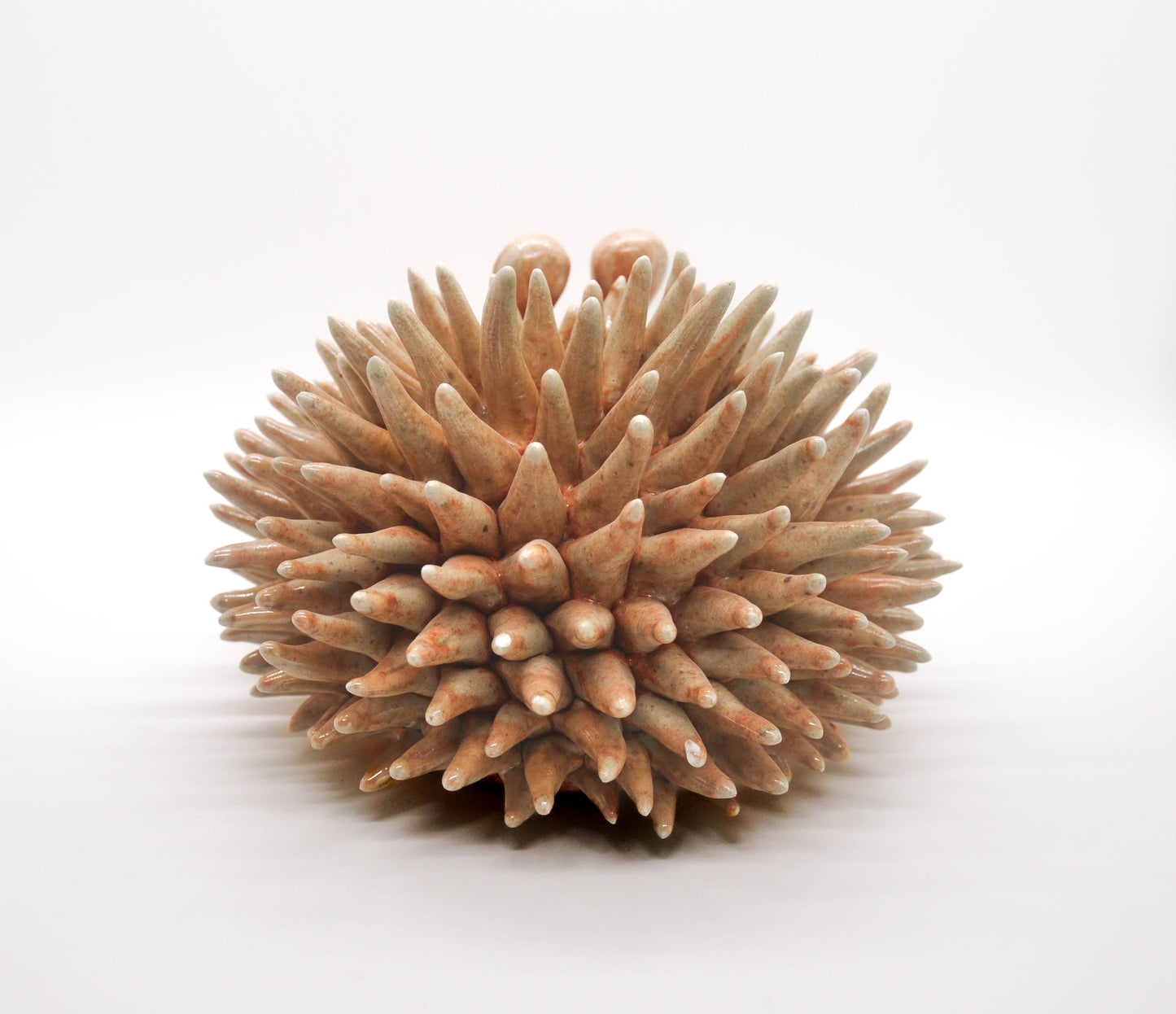 Orange Shino Large Urchin