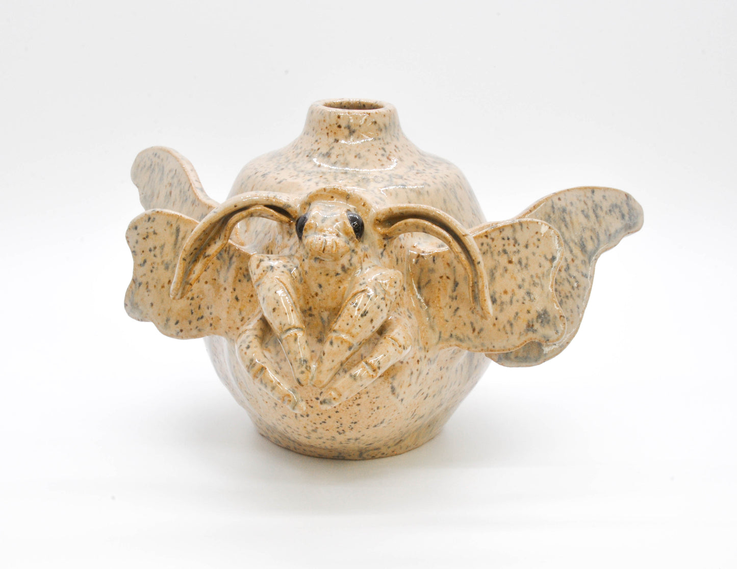 Venezuelan Poodle Moth